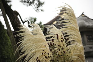 ９月の花手水です。